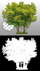 Wall Mural - tree line. cut out green tree isolated on transparent background via an alpha channel. cutout decidu