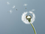 Fototapeta Dmuchawce - Close up of seeds blowing from dandelion on blue background
