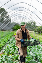 Organic Farmer Harvesting Kohlrabi In Greenhouse