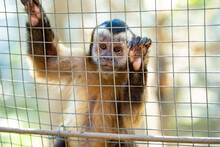 Capuchin Monkey In Cage At Zoo.