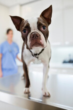 Dog Standing On Table In Vet's Surgery