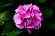 różowy kwiat hortensji