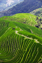 Longji Rice Terraces In China