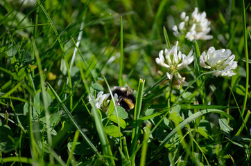 Wall Mural - bumblebee on white wildflower in summer nature