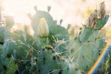 Prickly Pear Cactus In Bloom Under Sunset Close Up.