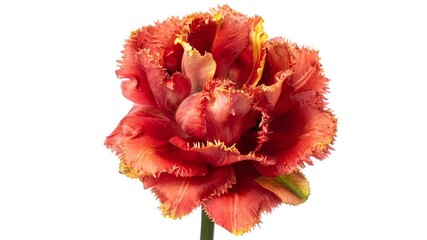 Wall Mural - Beautiful large colourful tulip blooming. Timelapse of bright, yellow and red striped tulip flower opening on white background close up. 4K