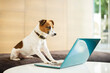 © Robert Daly/KOTO - Dog working on laptop in office