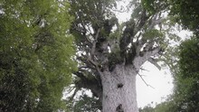 Tane Mahuta, New Zealand's Largest Known Living Kauri Tree. Waipoua Kauri Forest, Northland, New Zealand