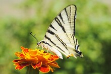 The Scarce Swallowtail On Flower