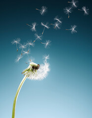 dandelion seeds blowing on blue background