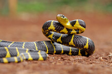 Boiga Dendrophila, Ring Gold Snakes