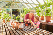 Grandmother And Granddaughter Potting Plants In Greenhouse