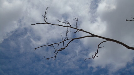 dead tree against blue sky