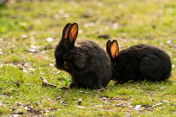 one cute black bunny standing on the green grass field cleaning its face with its paws with one of its siblings sitting behind it.