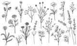 Fototapeta  - set collection  flowers, plants leaves hand draw vector