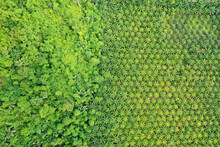Palm Oil Plantation And Rainforest Edge. 