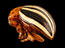 The False Potato Beetle. Closely Related To The Colorado Potato Beetle Macro Specimen, Insect, Side