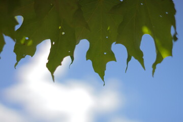 Wall Mural - The Green life of leaves