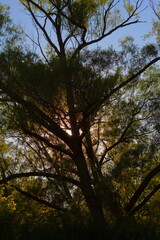 Wall Mural - The tree of light