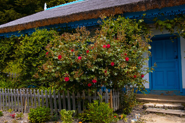 Sticker - bush of roses in front of the traditional house