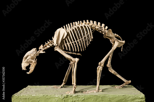 Black bear (composite) bones skeleton with black background