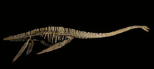 Zarafasaura Oceanis Dinosaur Skeleton With Black Background