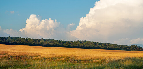 Wheat field in autumn or summer sunny day. Rural landscape with cloudy sky background. Golden harvest of wheat in evening. Beautiful nature landscape. Rural scenery under shining sunlight in France.