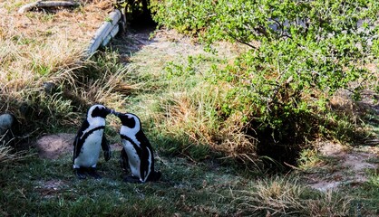 High angle shot of two adorable penguins playing in a field