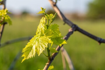 Canvas Print - Closeup shot of fresh green grape leaves on a blurred background