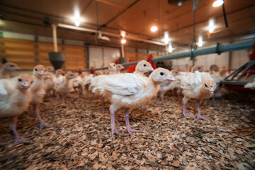 Wall Mural - curious little turkeys with beak trimmed at the chicken farm. growing birds for eggs and meat. meat industry