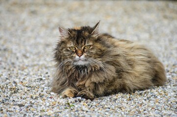 Sticker - Closeup shot of a domestic long-haired cat lying on the ground