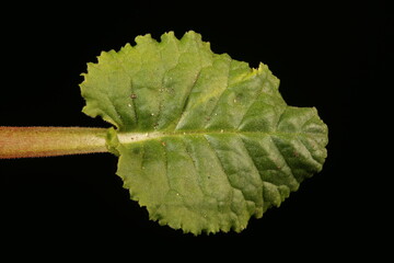 Primrose (Primula vulgaris). Leaf Closeup