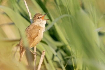 Wall Mural - Closeup shot of a russet nightingale sitting on a tree branch during daylight