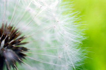  White dandelion hat with seeds close-up on a green grass background. Summer floral backdrop. Airy and fluffy horizontal wallpaper. Macro