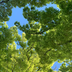 Tree canopy in summer 2