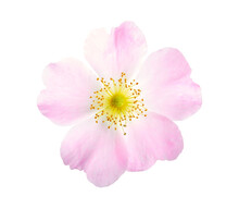 Rosehip Flower Isolated On White Background. Rosa Canina, Commonly Known As The Dog Rose.