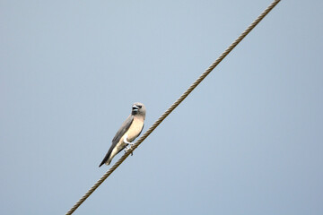 Poster - Ashy woodswallow is on a wire