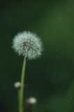 Fototapeta  -  background: one fluffy blurred white dandelion