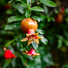Young Pomegranate Grows On A Tree