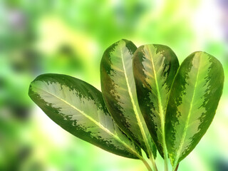 Green leaf background. Beautiful and fresh background. Green plant on blur background.