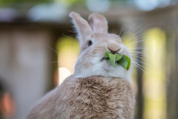 Canvas Print - Rufus Rabbit enjoys a fresh salad green on the deck