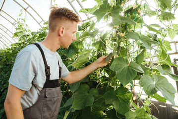 Wall Mural - Happy farmer at work in greenhouse