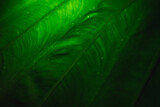 Fototapeta Dmuchawce - Green tropical tree leaf close-up in the dark with lighting with lines along the leaf