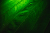 Fototapeta Dmuchawce - Green tropical tree leaf close-up in the dark with lighting with lines along the leaf