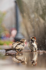 Two cute wet sparrows bathe in the water on a hot summer sunny day. City landscape.