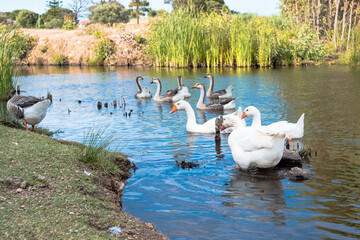 Wall Mural - Geese and goslings swim in a pond