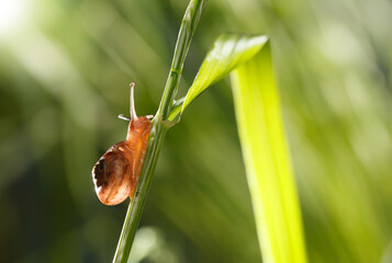 Sticker - Snail in garden