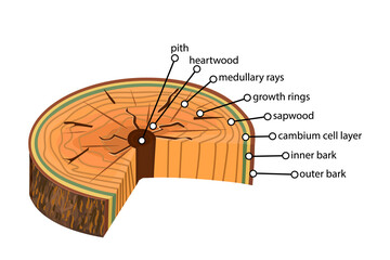 Wall Mural - Anatomy of a tree isolated on white background. Structure of the slice of the tree layers in cross section. Tree trunk different layers scheme. Cross section of woody stems infographics. Stock vector