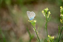 The Holly Blue Butterfly (Celastrina Argiolus) On A Grass Stem