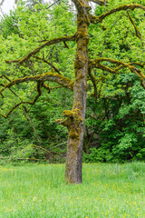 Tree At Park 2